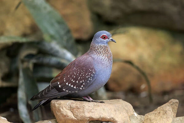 Speckled Pigeon -Columba guinea-, adult on rock, Simonstown, Western Cape, South Africa