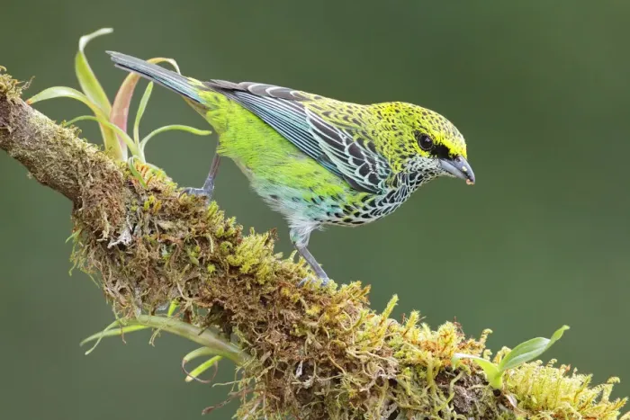 Framed Print : Speckled tanager Framed Print : Speckled tanager