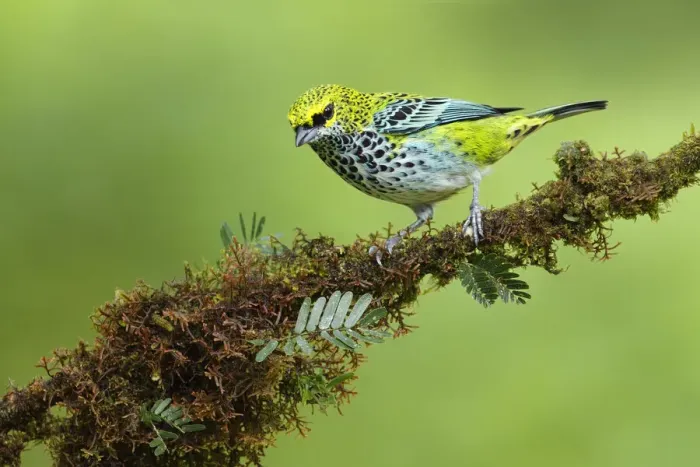 Framed Print : Speckled tanager Framed Print : Speckled tanager