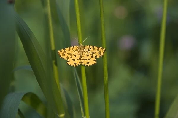 Speckled Yellow moth (Pseudopanthera macularia)