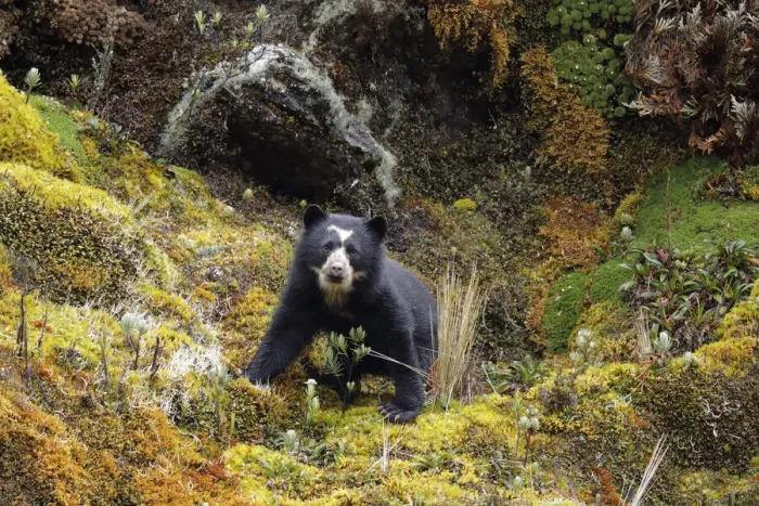 Framed Print : Spectacled Bear (Tremarctos ornatus) Framed Print : Spectacled Bear (Tremarctos ornatus)