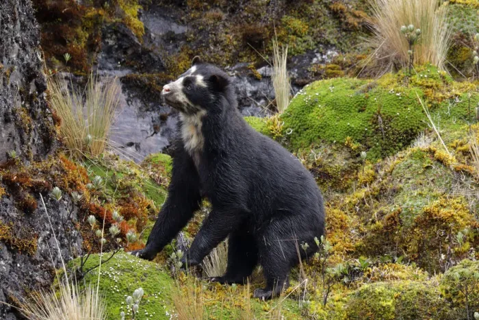 Framed Print : Spectacled Bear (Tremarctos ornatus) Framed Print : Spectacled Bear (Tremarctos ornatus)