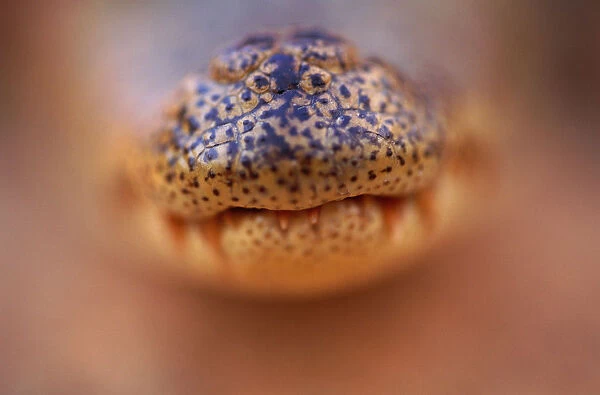 Spectacled caiman (Caiman crocodilus) snout, select focus