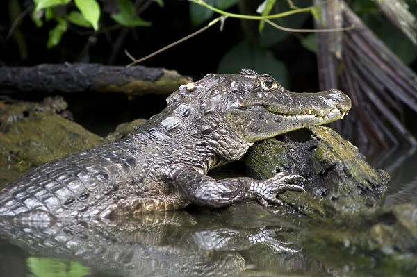 Spectacled caiman or white caiman -Caiman crocodilus-, Tortuguero, Tortuguero National Park, Limon, Costa Rica, Central America