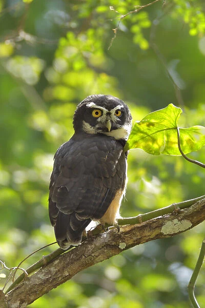 Spectacled Owl (Pulsatrix perspicillata) roosting at daytime