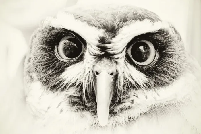Framed Print : Spectacled Owl, Pulsatrix perspicillata, Tokyo, Japan Framed Print : Spectacled Owl, Pulsatrix perspicillata, Tokyo, Japan