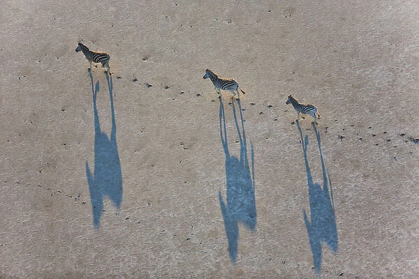 Spectacular Aerial view of migrating Burchells zebras casting a shadow as they walk across the Makgadikgadi Pans, Botswana