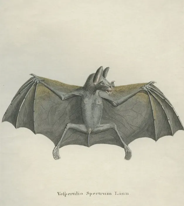 Framed Print : Spectral Bat Framed Print : Spectral Bat