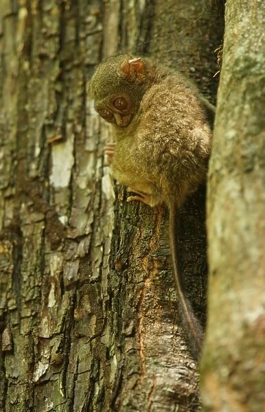 Spectral Tarsier -Tarsius spectrum, Tarsius tarsier-, Tangkoko National Park, Sulawesi, Indonesia