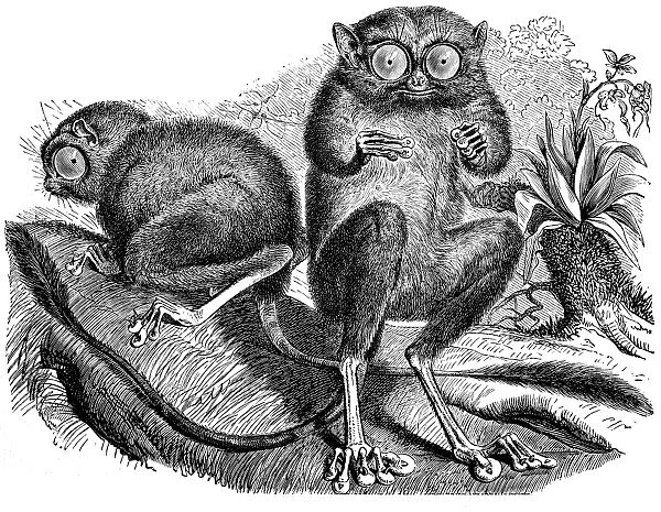 Spectral tarsier (Tarsius tarsier)