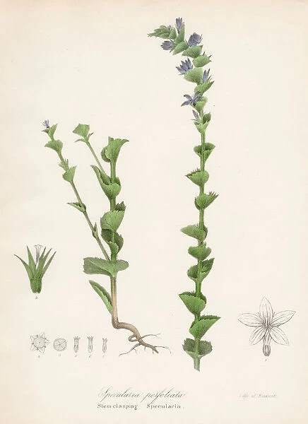 Specularia plant botanical engraving 1843