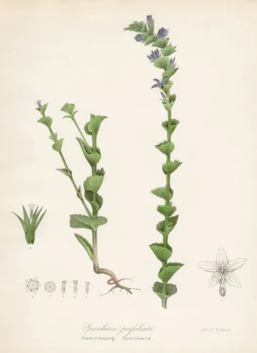 Framed Print : Specularia plant botanical engraving 1843 Framed Print : Specularia plant botanical engraving 1843