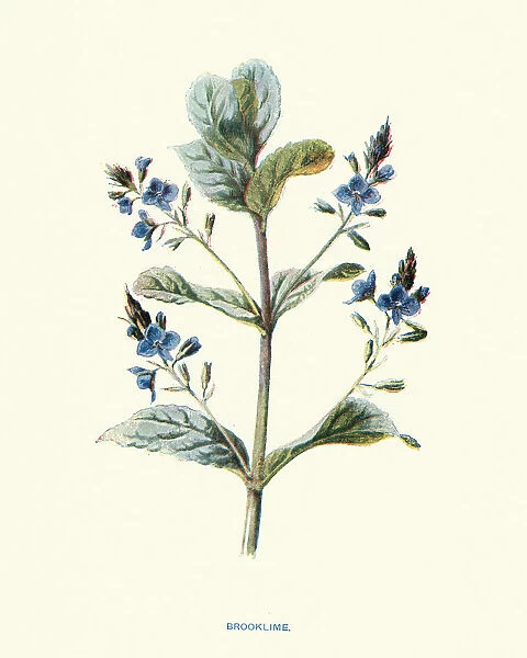 Speedwell or brooklime, Veronica beccabunga, succulent herb