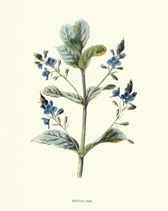 Framed Print : Speedwell or brooklime, Veronica beccabunga, succulent herb Framed Print : Speedwell or brooklime, Veronica beccabunga, succulent herb