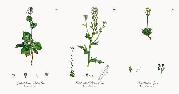 Speedwell-leaved Whitlow Grass, Draba Muralis, Victorian Botanical Illustration, 1863