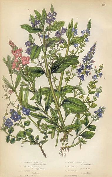 Speedwell, Thyme, Veronica, Victorian Botanical Illustration