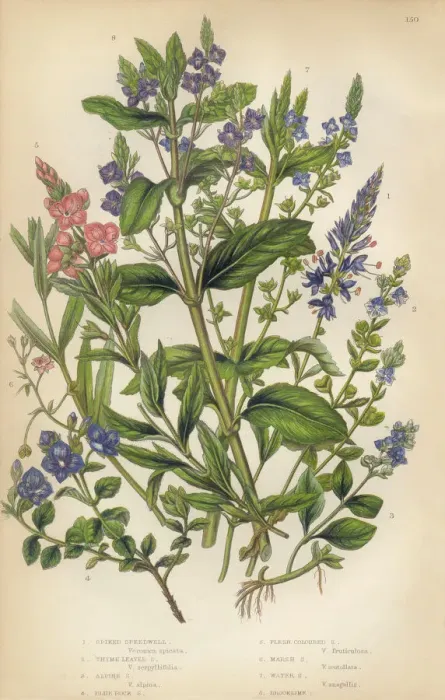 Framed Print : Speedwell, Thyme, Veronica, Victorian Botanical Illustration Framed Print : Speedwell, Thyme, Veronica, Victorian Botanical Illustration
