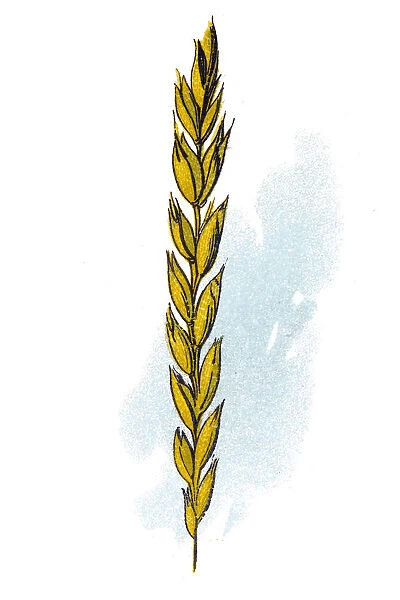 Spelt (Triticum spelta), also known as dinkel wheat or hulled wheat