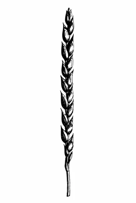 Framed Print : Spelt (Triticum spelta muticum) Framed Print : Spelt (Triticum spelta muticum)