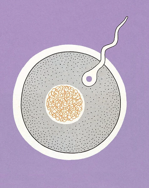 Sperm Entering Egg