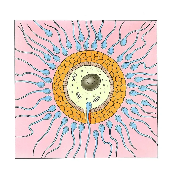 Framed Print : Sperm entering the egg Framed Print : Sperm entering the egg