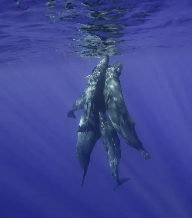 Framed Print : Sperm whales coming to the surface Framed Print : Sperm whales coming to the surface