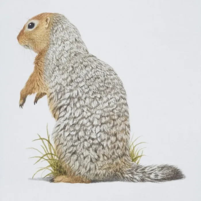 Framed Print : Spermophilus parryi, Arctic Ground Squirrel, side view Framed Print : Spermophilus parryi, Arctic Ground Squirrel, side view