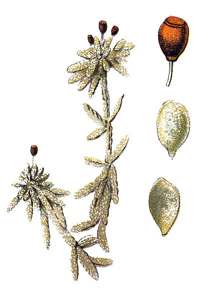 Sphagnum obtusifolium