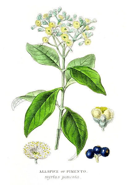 spice engraving 1855