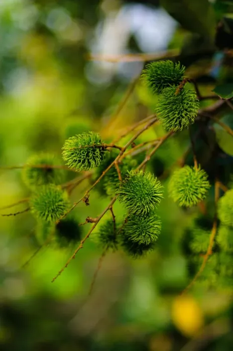 Framed Print : Spice Farm