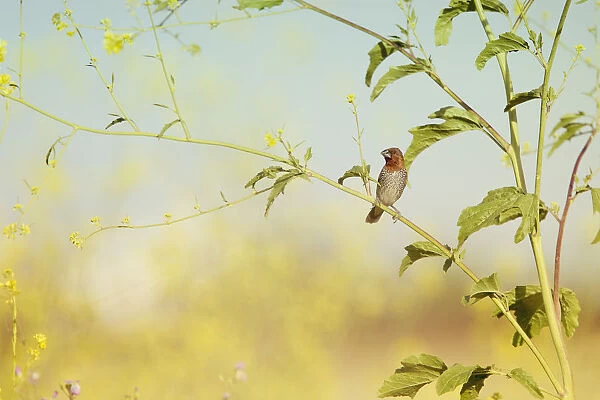 Spice Finch Perched in Wild Mustard