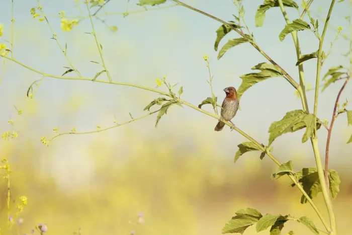 Framed Print : Spice Finch Perched in Wild Mustard Framed Print : Spice Finch Perched in Wild Mustard