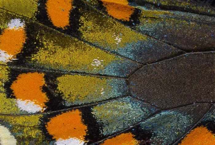Framed Print : Spicebush Swallowtail butterfly wing scale details Framed Print : Spicebush Swallowtail butterfly wing scale details