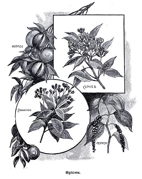 Spices cloves, pepper, cinnamon, nutmeg engraving 1896