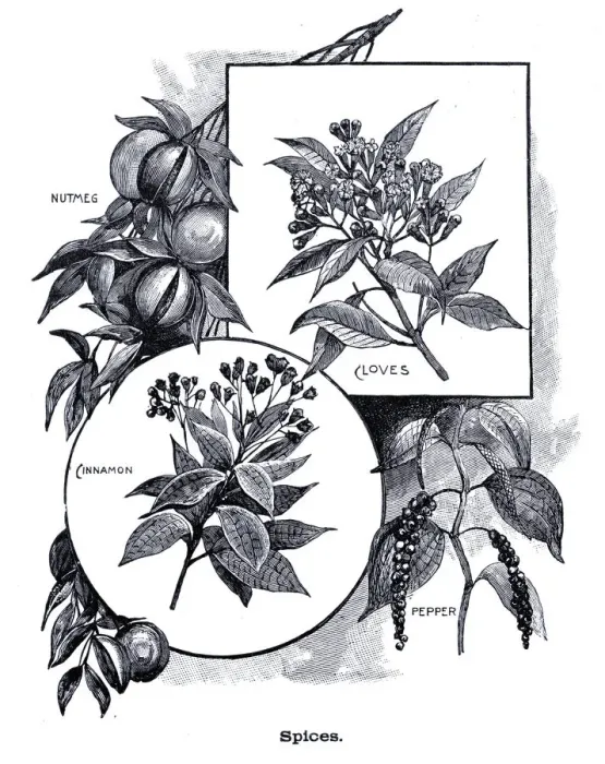 Framed Print : Spices cloves, pepper, cinnamon, nutmeg engraving 1896 Framed Print : Spices cloves, pepper, cinnamon, nutmeg engraving 1896