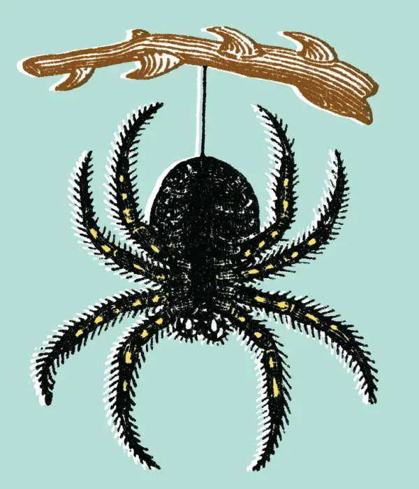 Framed Print : Spider. http: / / csaimages.com / images / istockprofile / csa_vector_dsp.jpg Framed Print : Spider. http: / / csaimages.com / images / istockprofile / csa_vector_dsp.jpg