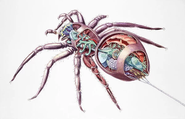 Spider (Araneae), internal anatomy, cross-section