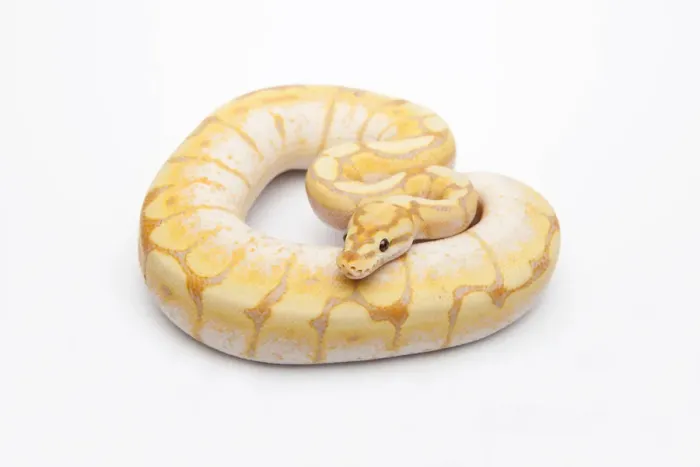 Framed Print : Spider CG Ball Python or Royal Python -Python regius-, male Framed Print : Spider CG Ball Python or Royal Python -Python regius-, male