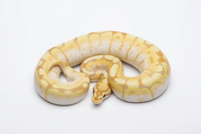 Framed Print : Spider CG Ball Python or Royal Python -Python regius-, male Framed Print : Spider CG Ball Python or Royal Python -Python regius-, male