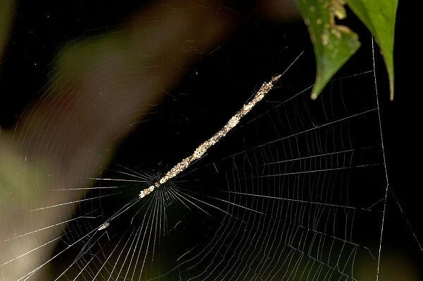 Spider, Cycosa species almost invisible in a diagonal web hanging made from prey remains and plant material, Tambopata National Reserve, Madre de Dios region, Peru