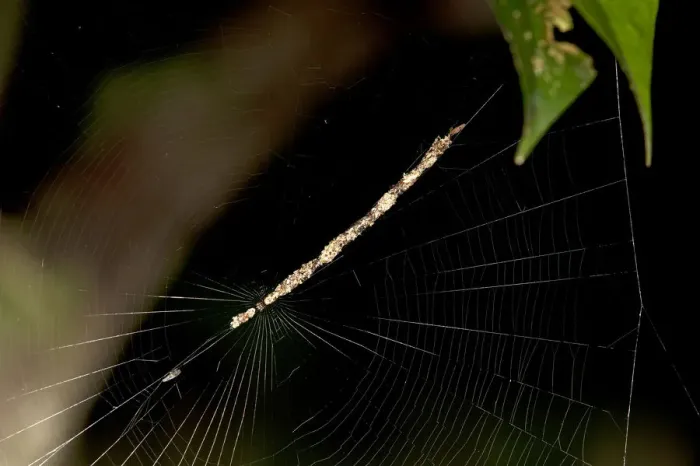 Framed Print : Spider, Cycosa species almost invisible in a diagonal web hanging made from prey remains and plant material, Tambopata National Reserve, Madre de Dios region, Peru Framed Print : Spider, Cycosa species almost invisible in a diagonal web hanging made from prey remains and plant material, Tambopata National Reserve, Madre de Dios region, Peru