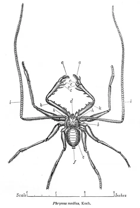 Framed Print : Spider engraving 1878 Framed Print : Spider engraving 1878