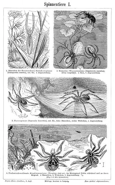 Spider engraving 1895