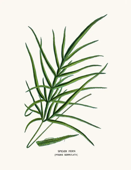 Framed Print : Spider fern Framed Print : Spider fern
