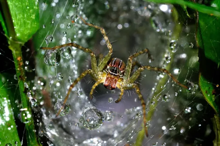 Framed Print : The spider macro photography