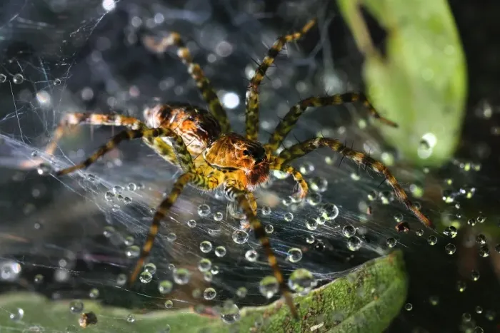 Framed Print : The spider macro photography