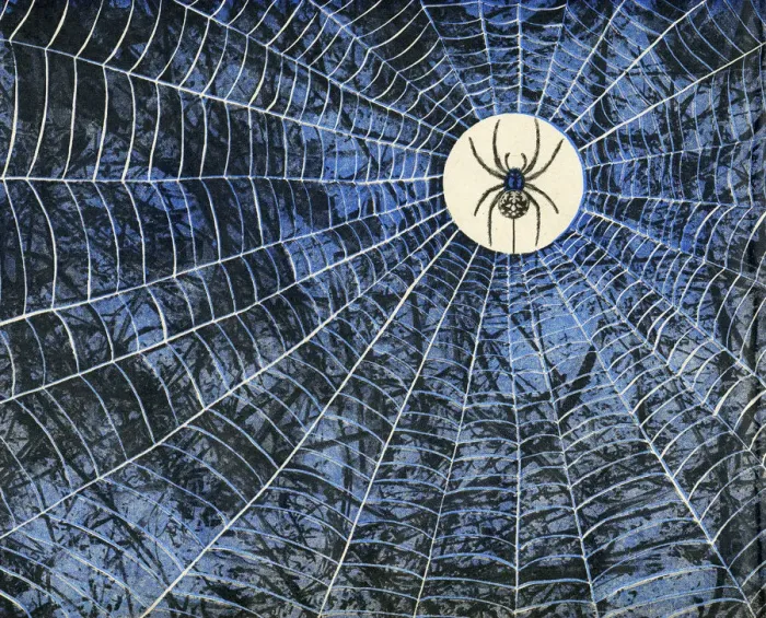 Framed Print : Spider in the Middle of Web Framed Print : Spider in the Middle of Web