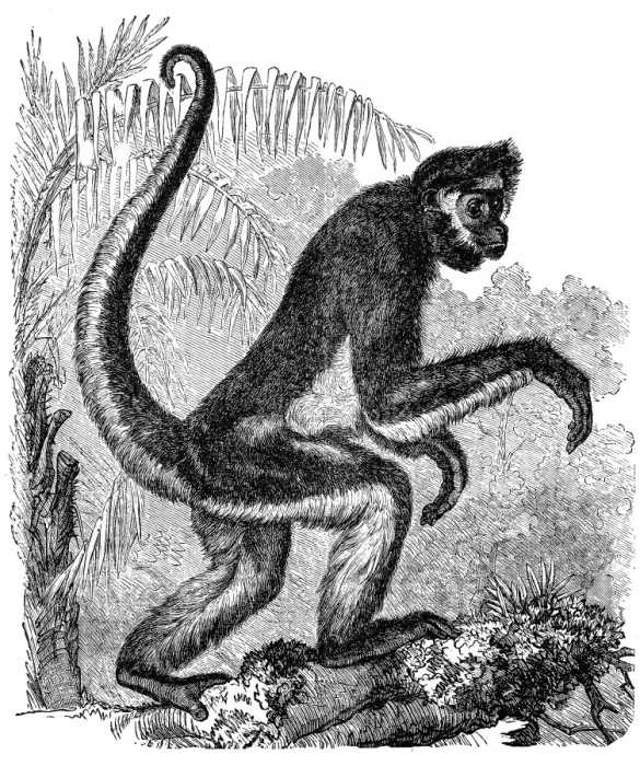 Framed Print : Spider Monkey (Ateles Bartlettii) Framed Print : Spider Monkey (Ateles Bartlettii)