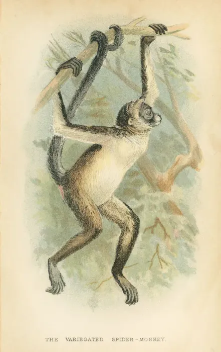 Framed Print : Spider monkey primate 1894 Framed Print : Spider monkey primate 1894