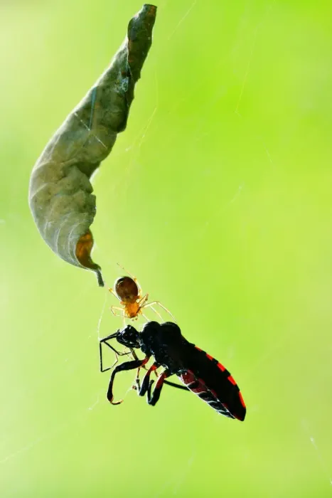 Framed Print : Spider & Prey Framed Print : Spider & Prey